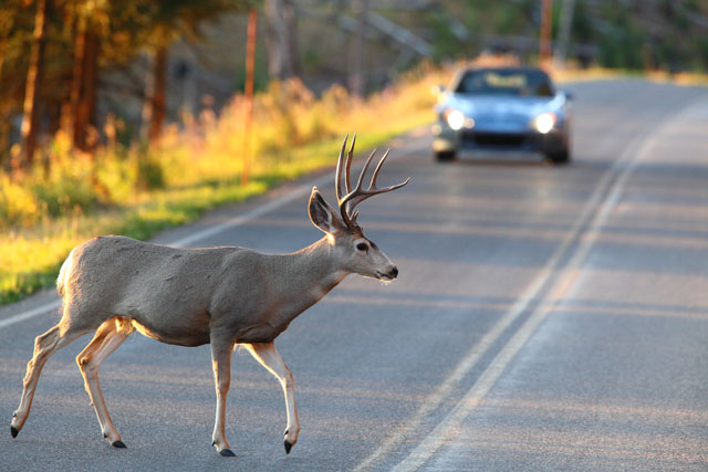 Image result for deer crossing the road