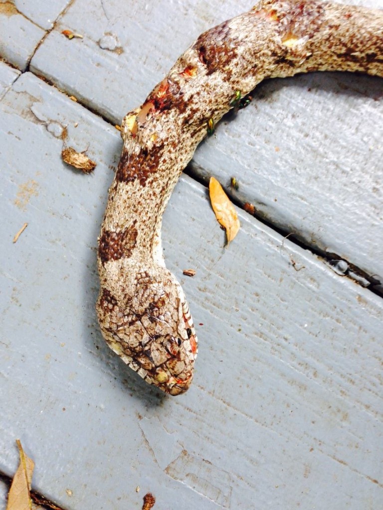 Grandmother, 92, takes out snake on front porch Sowegalive