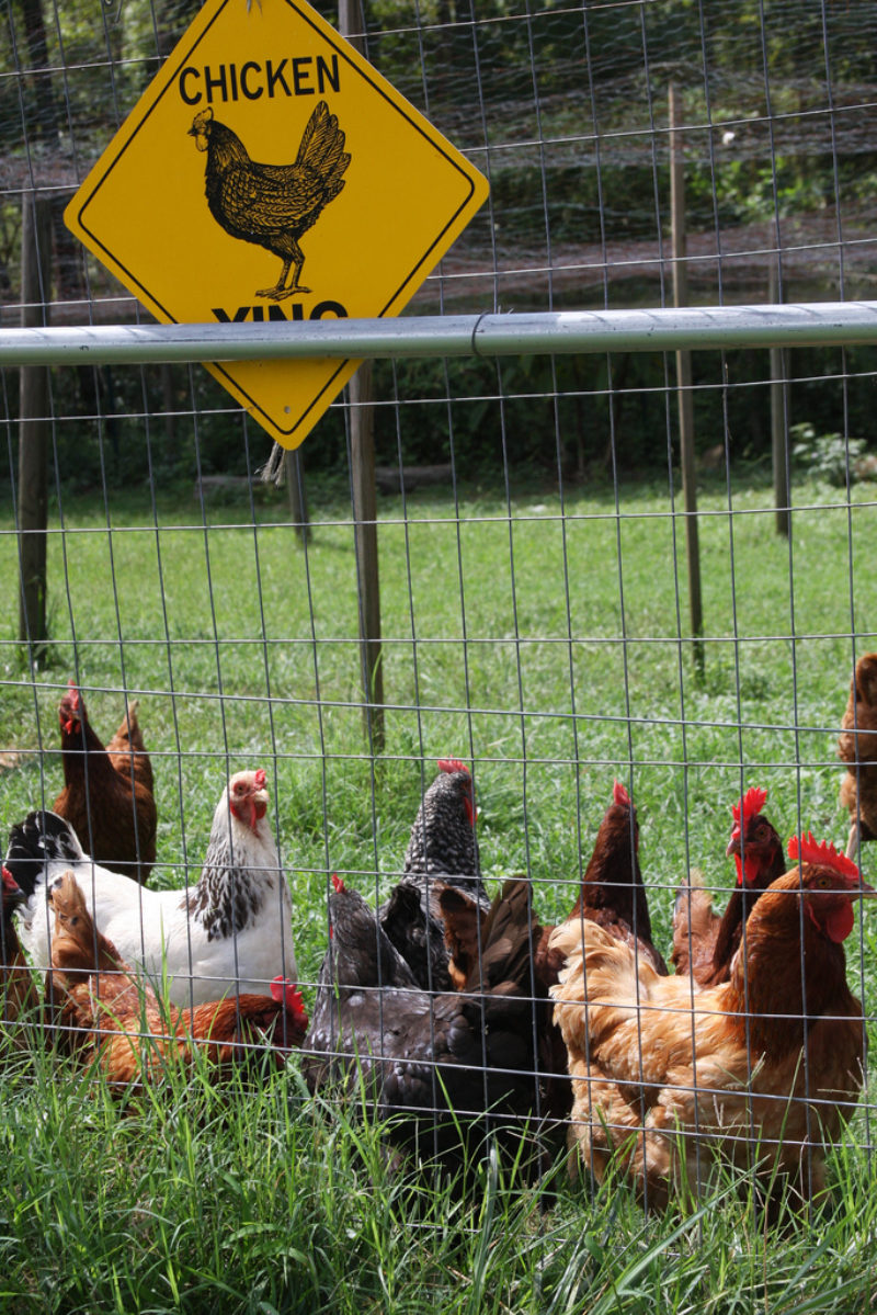 Smart purchasing, safe handling help ensure healthy backyard chickens