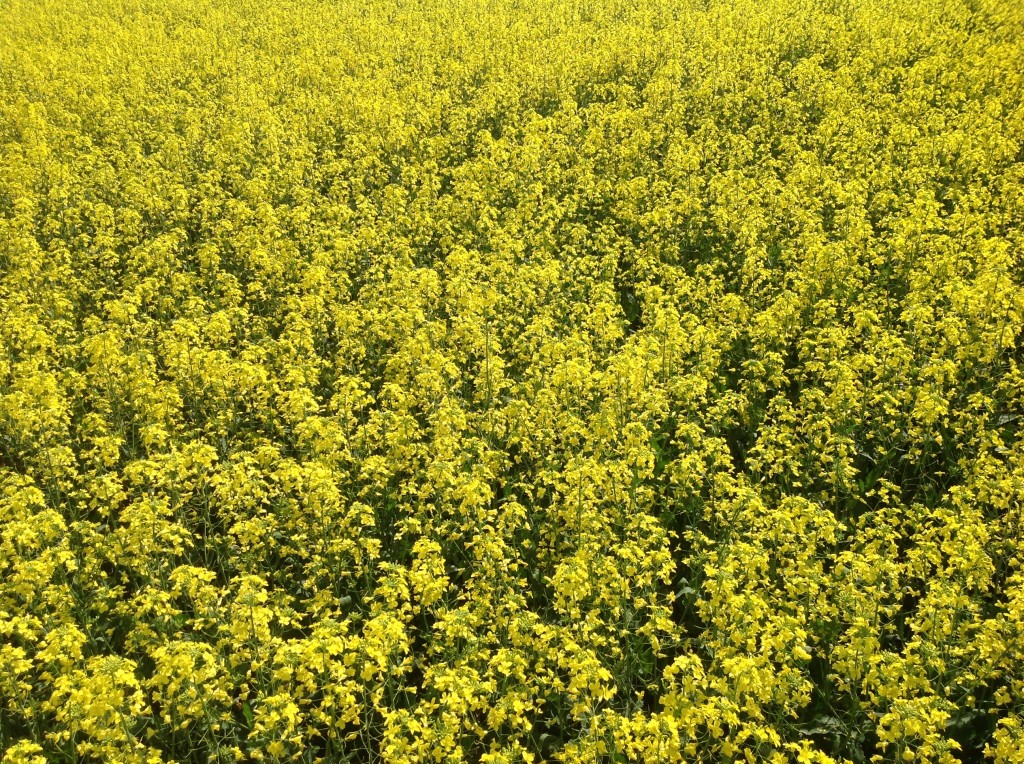 Bainbridge’s MHG shows off new grain storage facility and canola fields ...