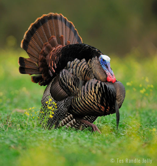 HUNTING: Statewide Turkey Season Opens This Saturday – Sowegalive
